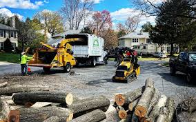 How Our Tree Care Process Works  in  Brawley, CA