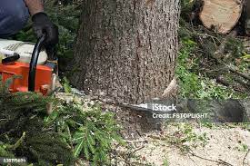 Best Arborist Consultation Services  in Brawley, CA