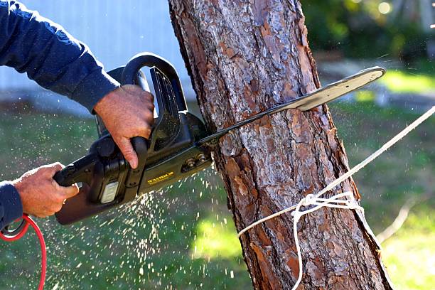 Tree and Shrub Care in Brawley, CA