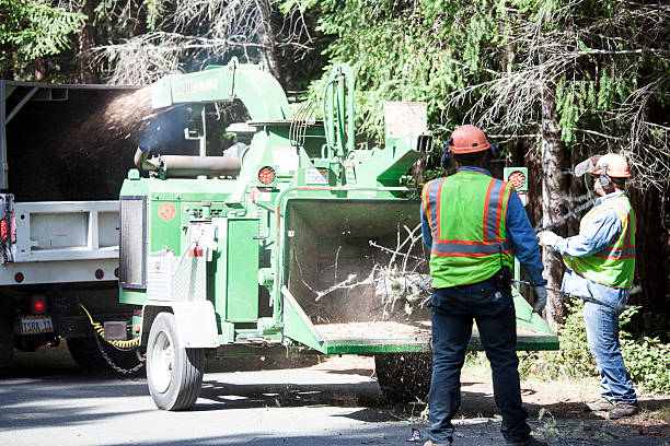 Reliable Brawley, CA Tree Care Solutions