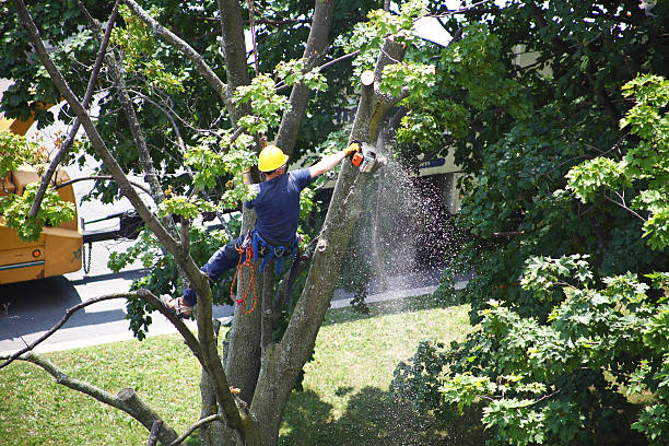 Best Commercial Tree Services  in Brawley, CA