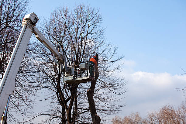 Best Stump Grinding and Removal  in Brawley, CA
