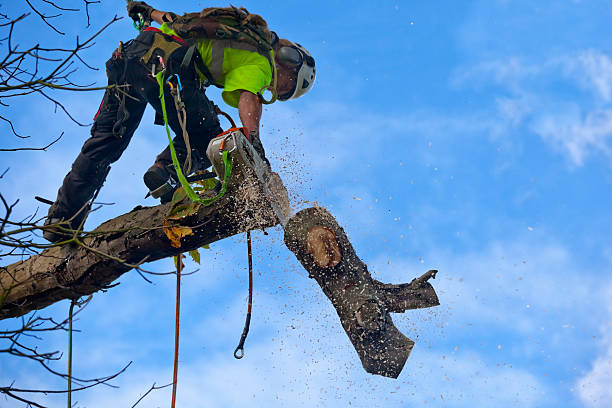 Best Utility Line Clearance  in Brawley, CA